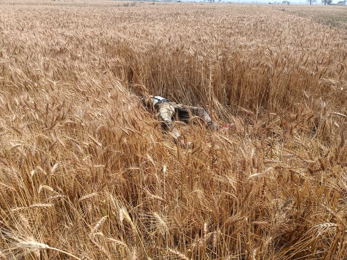  गांव के सिवान में गेहूं के खेत में शव मिलने से लोगों में दहशत