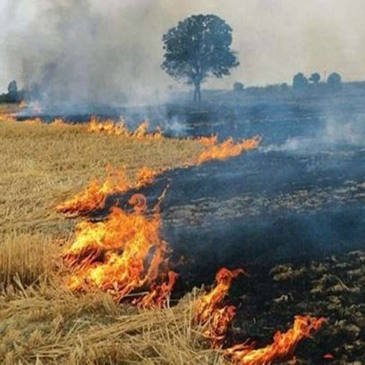पराली जलाने पर रोक का नहीं दिख रहा किसानों पर असर