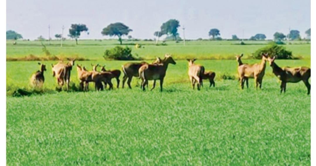 नरवर पंचायत में नीलगायों के आतंक से किसान परेशान हैं। 