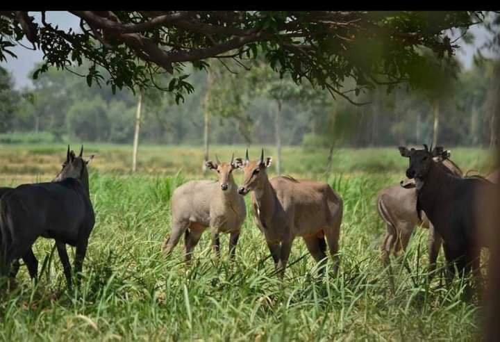नीलगायो के कहर से उत्तर बिहार के किसान मक्के और सब्जियों की खेती की बंद