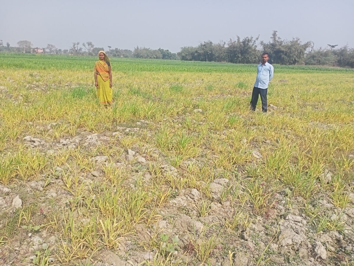 खेत में लगे फसल को जहरीली दवाई छिड़काव कर किया नष्ट, लगाया न्याय की गुहार,